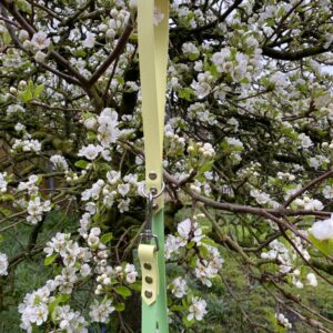 Looplijn pastel geel/pastel groen