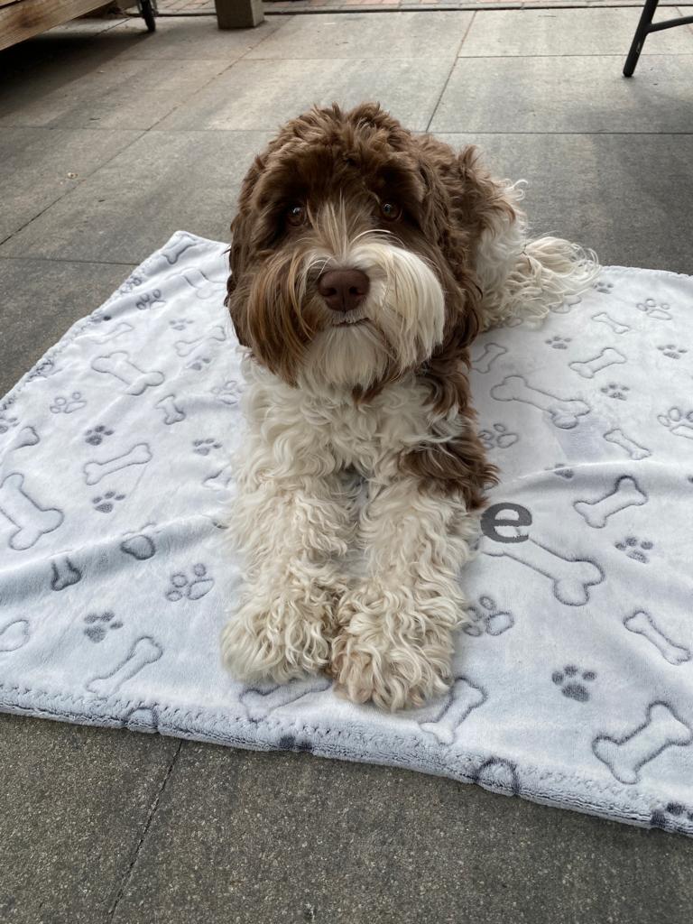 Kleedje blauw vlinders